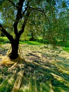 Olive Picking