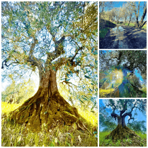 Tuscany and Umbria in Print