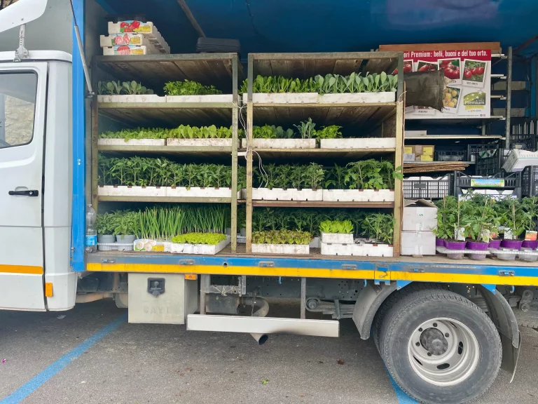 market-castiglione-del-lago-plants