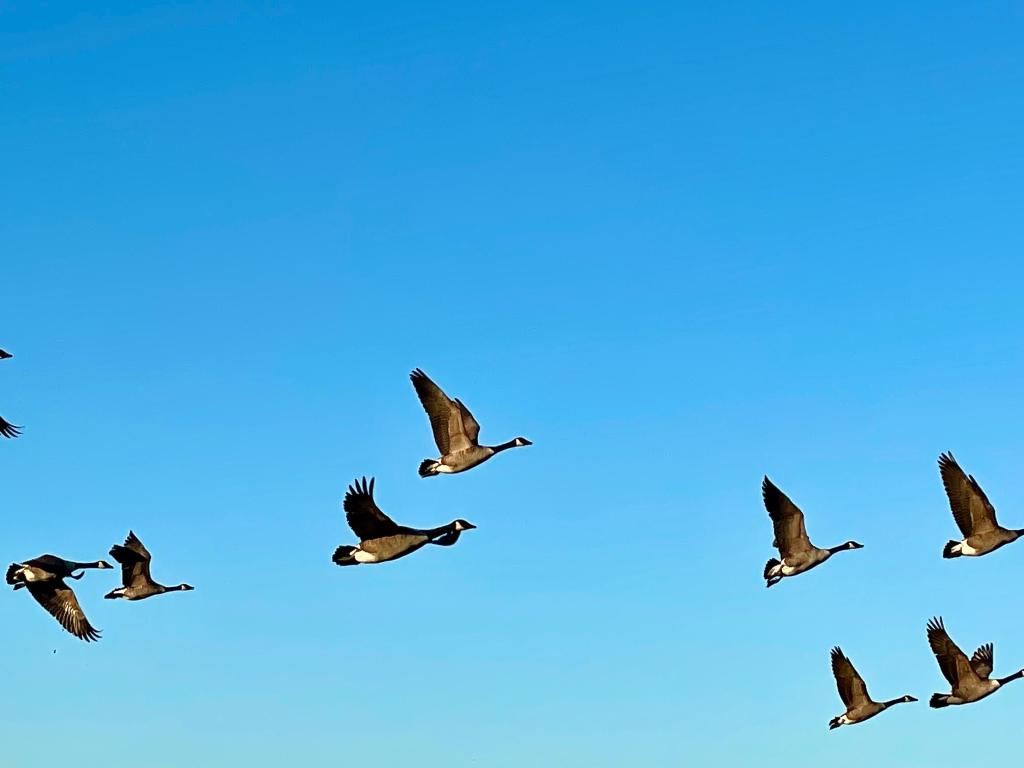 Birds flying in formation over central Italian hills, representing the practice of Etruscan augury and the observation of omens in Chiusi and Etruria.