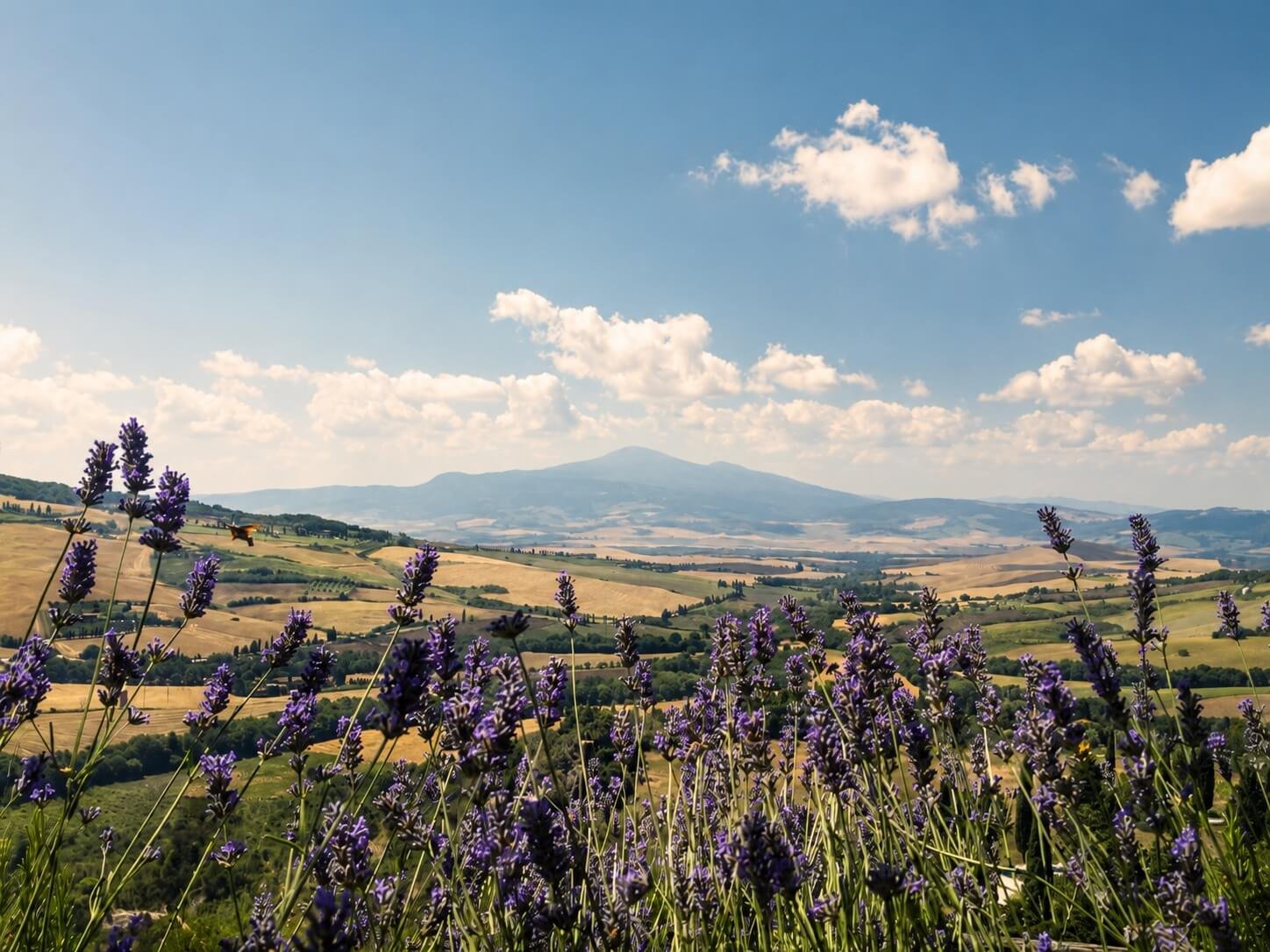 Lavender overlooking the rolling hills of Val di Chiana